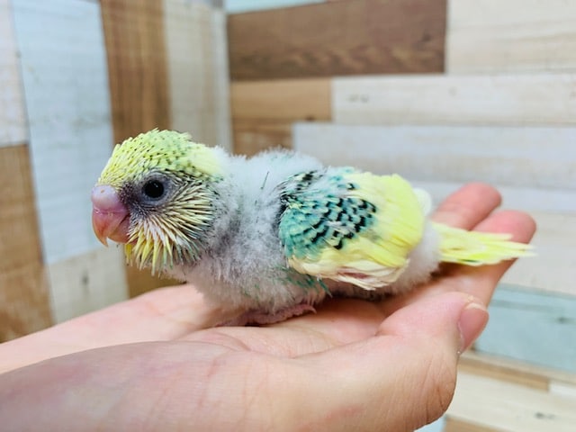 少し淡い色合いのｷﾚｲカラー☆セキセイインコ(クリームパイド)さん！！