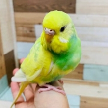 ほんわかカラー☆セキセイインコ(レインボーパイド)さん！！