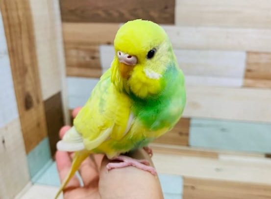 ほんわかカラー☆セキセイインコ(レインボーパイド)さん！！
