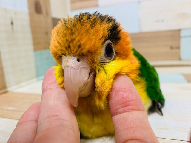 いつでも甘えんぼ♡シロハラインコさん♪