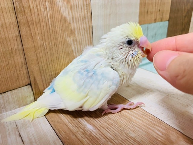 食欲旺盛☆白多めでｷﾚｲなセキセイインコ(パステルレインボーパイド)さん！！