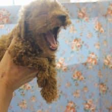 尻尾フリフリ♩元気いっぱいトイプードルくん🌟