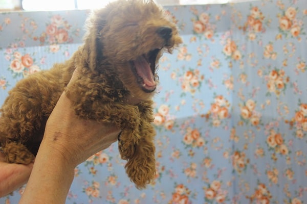 尻尾フリフリ♩元気いっぱいトイプードルくん🌟