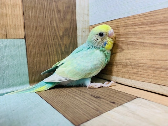 他のコの下に潜り込みます！セキセイインコ(パステルカラーレインボー)さん♪