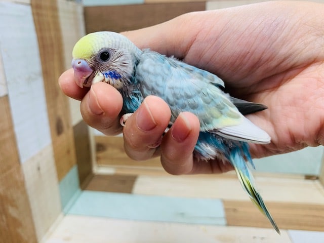 頭を隠そうと必死笑　セキセイインコ(パステルレインボー)さん！
