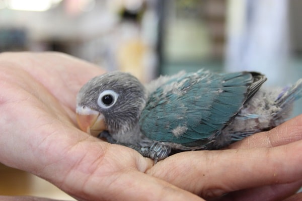 ボタンちゃんがやって来た💙♩ヒナヒナだよ♩