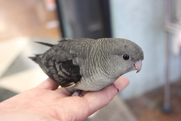 最高にかっこいい❢❢サザナミインコさんです♥