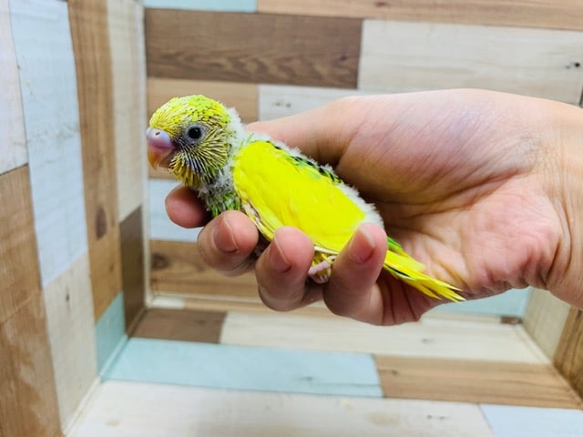 まつど店でこの価格はラスト!!わたわたのセキセイインコ(パイド)さん♪
