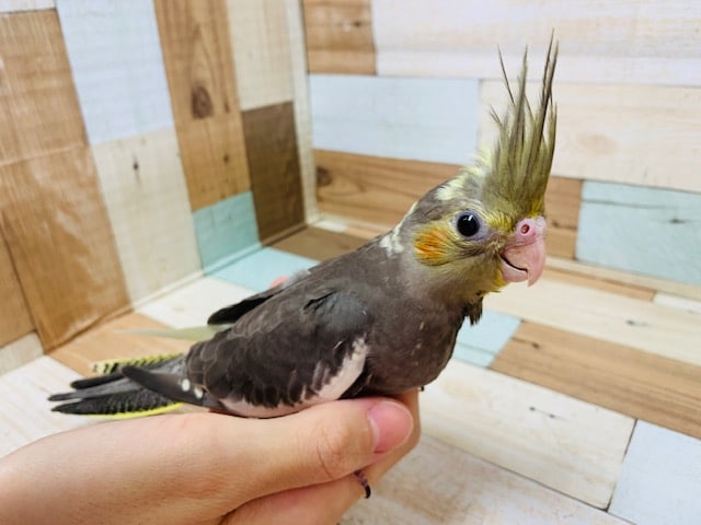 スクスク成長中♪羽根はえそろってきています！オカメインコ(ノーマル)さん☆