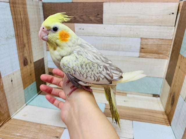 むちむちボディ♪たくさん動き回ります！オカメインコ(シナモンパール)さん♪