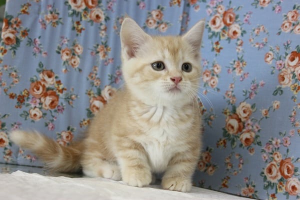 The癒し系💛天然ボーイ♂短足マンチカンくん💛