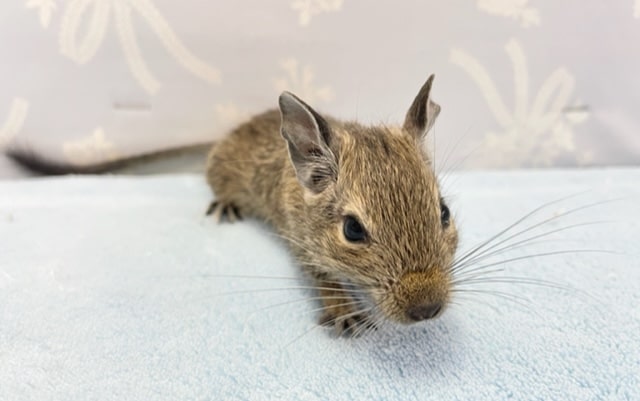 遊ぶの大好き💛デグー（ノーマル）男の子　2022年7月生まれ