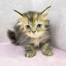 モフモフやな💛ミヌエット（ブラウンタビー）女の子　2022年6月12日生まれ