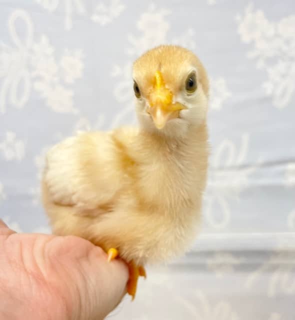 ３羽限定💛ボリスブラウン（女の子）2022年7月生まれ