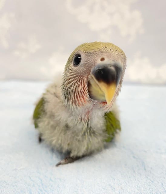 ピピピ💛コザクラインコ（ノーマル）　2022年7月生まれ