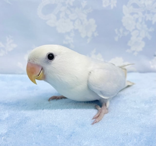 美の巨匠たち💛パート３　コザクラインコ（ダイリュートブルーヴァイオレットシナモンオパーリン）2022年7月4日生まれ