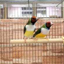 お久しぶりペア　コキンチョウ　白胸ペア　R４　８／１撮影