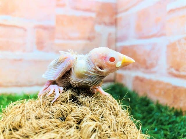 これは奇跡か！　シナモン文鳥　R４　８／３０撮影