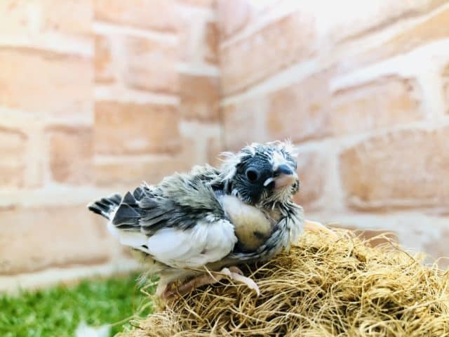 まるで十姉妹？　キンカチョウ　R４　８／３０撮影