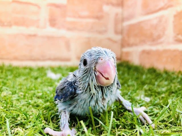 人気のブルーカラーです　マメルリハインコ　ブルー 　R4８／３１撮影