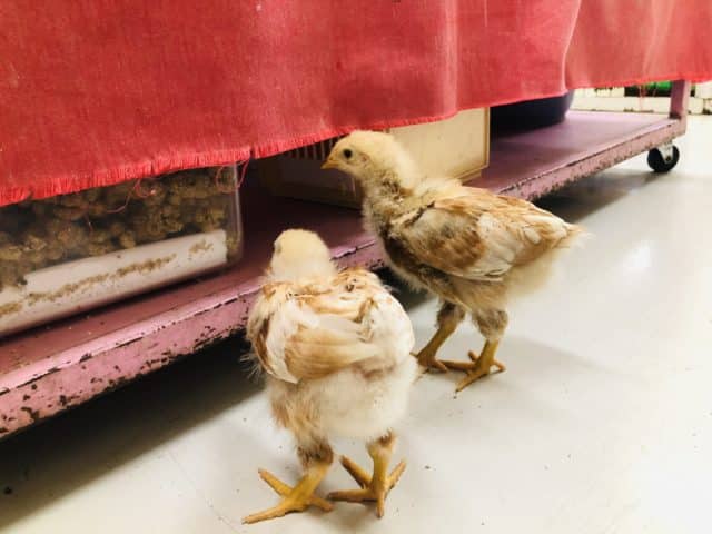 大人になったら朝ごはんは卵かけご飯？　ボリスブラウン　R４　８／２０撮影