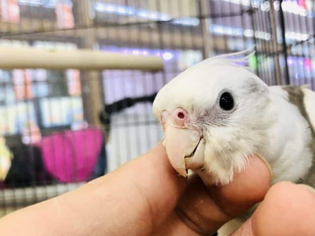 控えめにパール感　オカメインコWFパールパイド R4 7/16