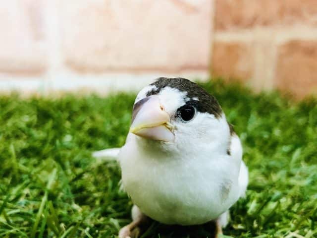 奇跡・・・　十姉妹（ノーマル）ヒナ　入舎です！　Ｒ４　８／２３撮影