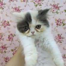 当店初入舎だよ☆フォールデックス・女の子！