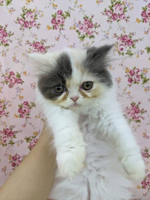 当店初入舎だよ☆フォールデックス・女の子！