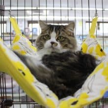 心も体もでっかくな～れ☆スコティッシュフォールド・男の子！