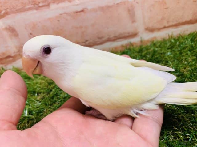 【最新画像☆】レアカラー！！　コザクラインコ　クリームイノ入舎です！！　Ｒ４　８／１９撮影