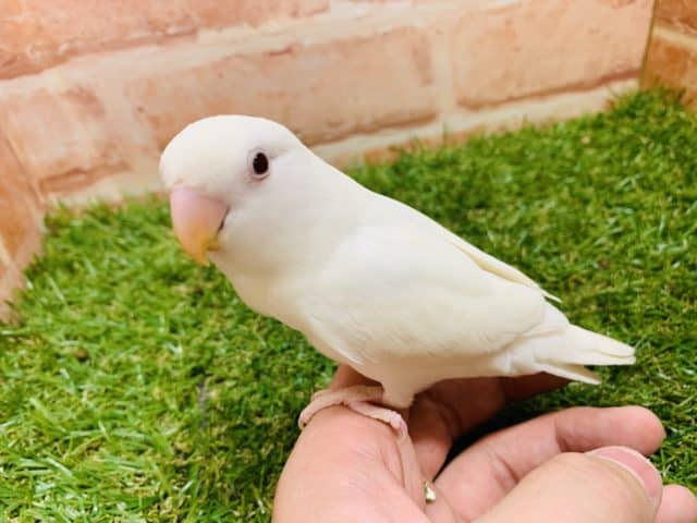 緊急入舎！　コザクラインコ　ブルーイノ（アルビノ）　入舎です！　Ｒ４ ８/２３撮影