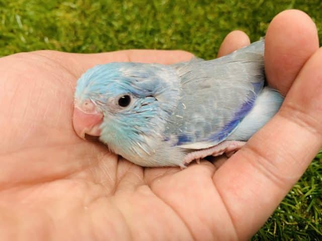 むっちりブルー　　マメルリハ　ブルー（男の子♂）入舎です！　Ｒ４　８／４撮影