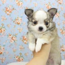 むちむち甘えん坊ちゃん☆チワワ・男の子！