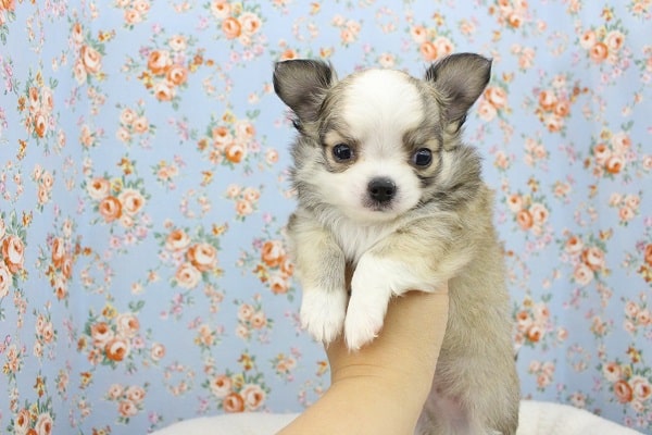 むちむち甘えん坊ちゃん☆チワワ・男の子！