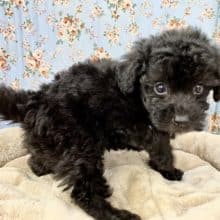 チャームポイントは胸の白!!　トイプードルの男のコ　2022.8/27撮影