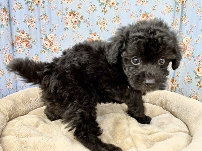 チャームポイントは胸の白!! トイプードルの男のコ 2022.8/27撮影 チャームポイントは胸の白!! トイプードルの男のコ 2022.8/27撮影