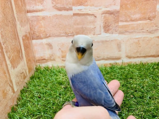 緊急入荷！　コザクラインコ（トゥールブルーオパーリン男の子♂）　入舎です！　Ｒ４ ８/２３撮影