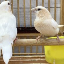 十姉妹（茶白）　優しい色合いのきれいな子たちです！