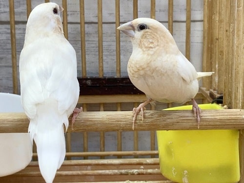 十姉妹（茶白）　優しい色合いのきれいな子たちです！