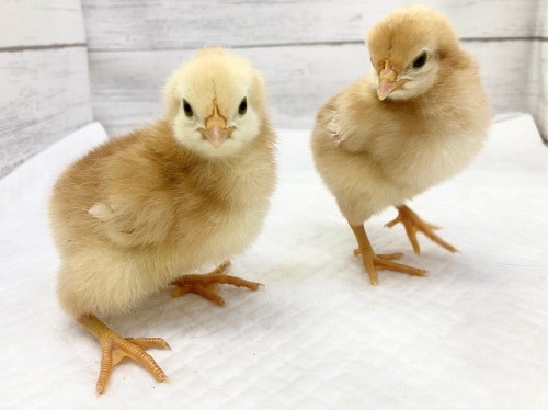 ボリスブラウン　女の子　ふわふわのひよこちゃんが来ました！