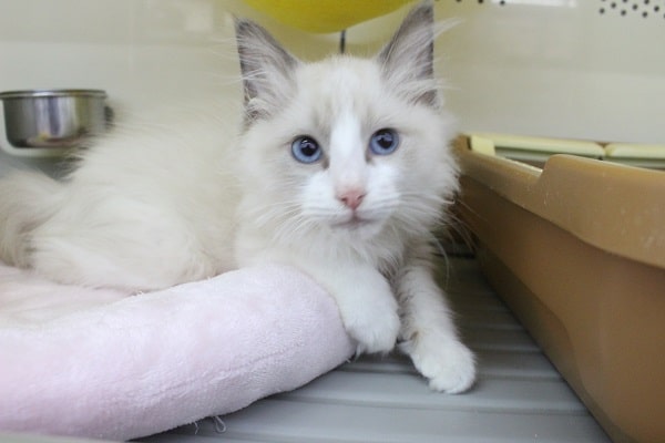 ふんわふわふわ☆ラグドール・男の子！