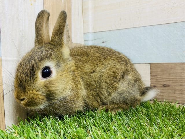 おとなしく抱っこ出来ちゃいます♡これからの成長が楽しみなミニウサギチェスナット♪
