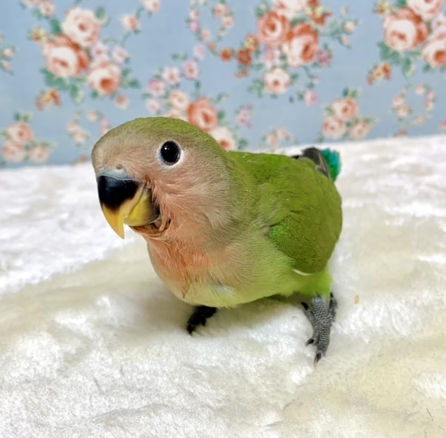 コザクラインコ ノーマルカラー 9/24