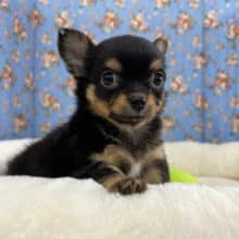 しっぽの振りがとまらない♪チワワ君きました💫