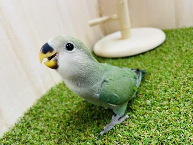 最新画像になりますよ～！！大人気カラー♪ブルー系はお好きですか！？　コザクラインコ　ブルーチェリー