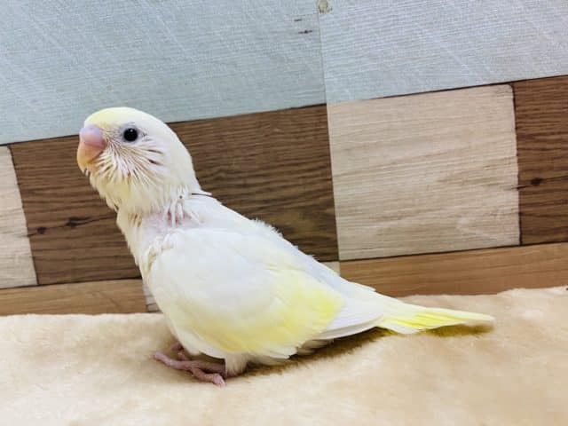 クリーム色の上品なカラーのセキセイインコさんです♪