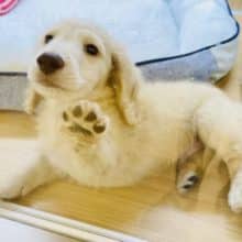 癒し系♪　Mダックスくんイエロー入舎