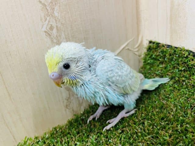 きゅるるん顔がたまりません！！　セキセイインコ　レインボー