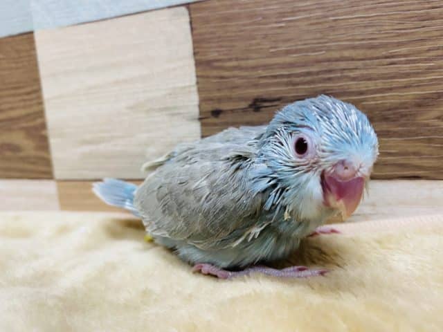 ぽわっとした表情に釘付けです♡赤目のマメちゃんやって来ました〜